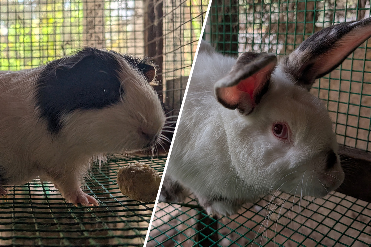 Exotic Small Animals