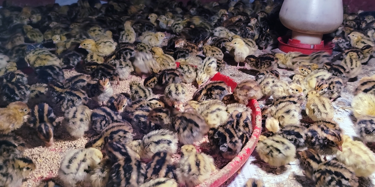 Quail Chicks