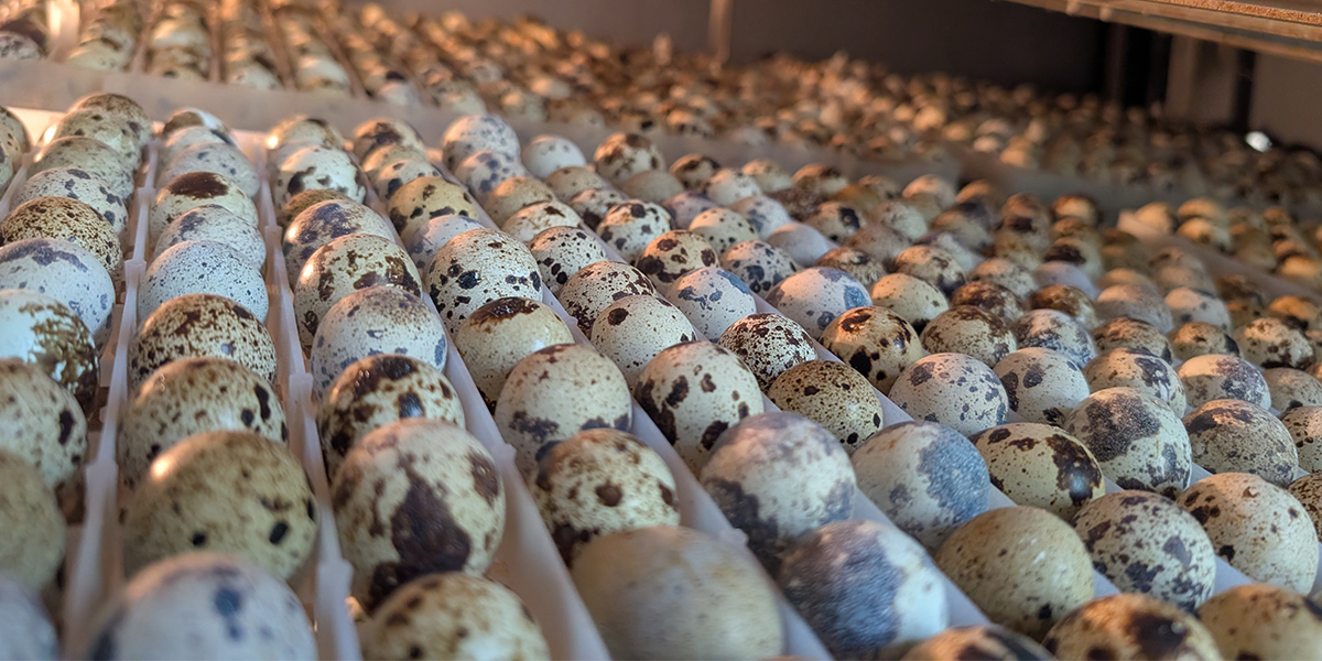 Quail Eggs and Layers